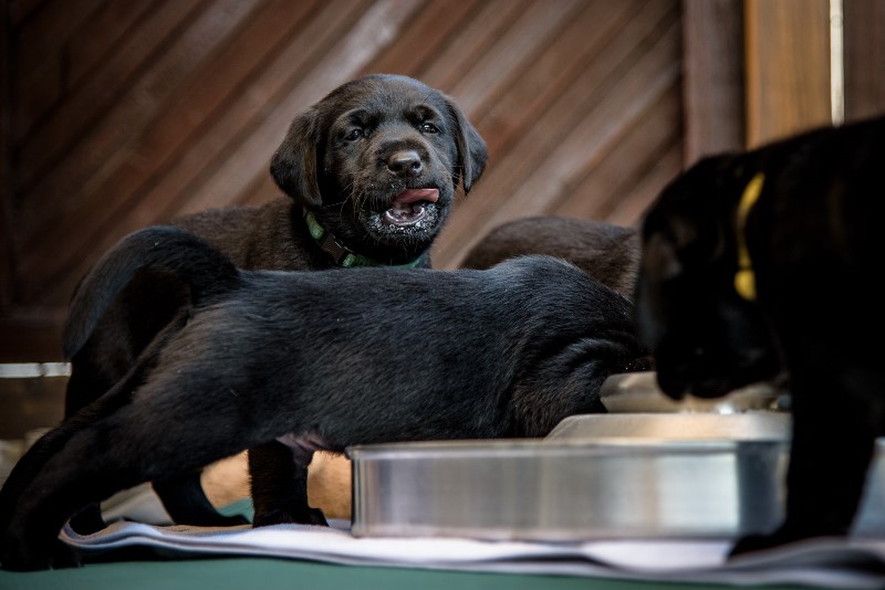 Labrador Welpen mit Milch verschmierten Nasen